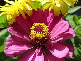 花,鮮花,黃色