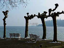 冬天,心情,平面樹