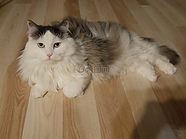 猫,西伯利亚,大衣