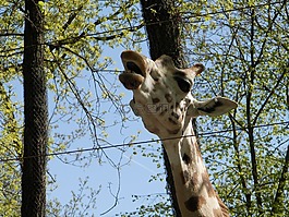 長(zhǎng)頸鹿,動(dòng)物園,動(dòng)物