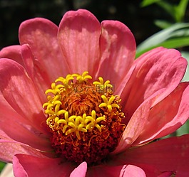 花,開花,性質(zhì)