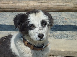 狗,黑,尼泊爾