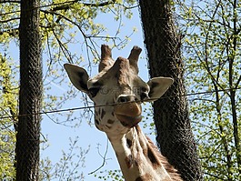 長頸鹿,動物園,動物