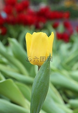 郁金香,花,花園