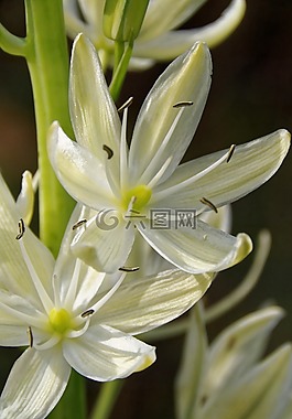 草原百合,白,花