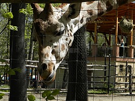 長(zhǎng)頸鹿,動(dòng)物園,動(dòng)物