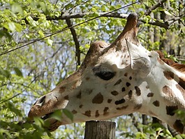 長頸鹿,動(dòng)物園,動(dòng)物