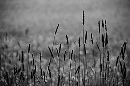 草,halme,單色