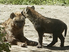斑鬣狗,小狗,動物園