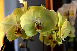 花,蝴蝶兰,黄色的花