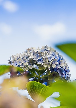 花,藍(lán)色,花瓣