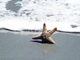 海洋,外殼,星魚