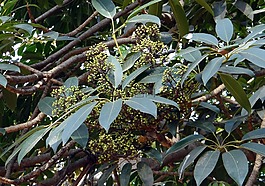 heptapleurum venulosum,鵝掌藤,dhovalata