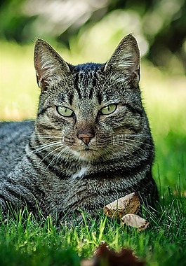 貓,氣體,動物
