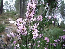 白色的花,野生花卉,性質(zhì)