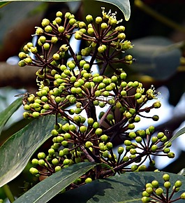 heptapleurum venulosum,鵝掌藤,dhovalata