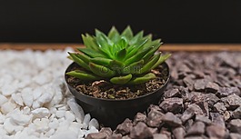 綠色,植物,巖
