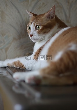 一家人,背影,貓