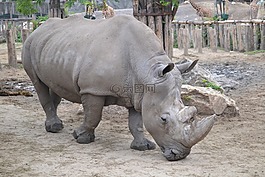 rhinocérosz,犀牛,動(dòng)物園