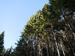 森林,樹木,景觀