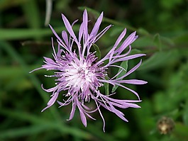 草地,紫,花