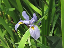 鮮花,野花,春