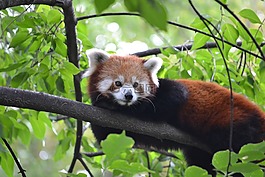 小熊貓,動(dòng)物園,布達(dá)佩斯