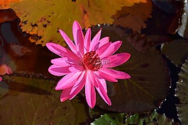 花,性質,蓮花