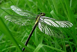 蜻蜓,動物,細節(jié)