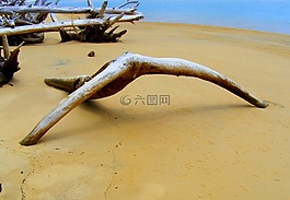 漂流木,海洋,海灘