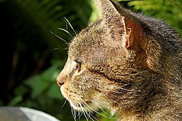 宿醉,動物,肖像
