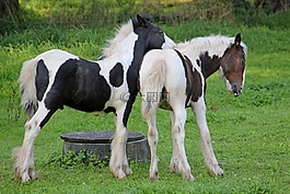 馬,小馬,甜