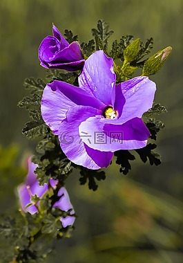 花,紫色,花園