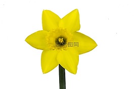 納西斯 ·,花卉,黃色