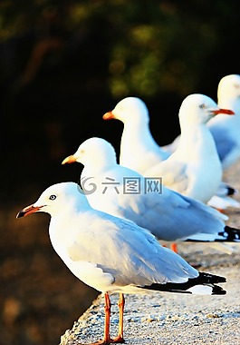 海鷗,海洋,鳥(niǎo)