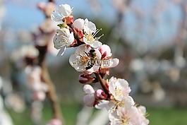 蜜蜂,春,自然