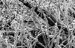 性質(zhì),植物,morgentau