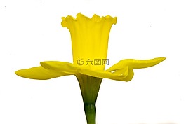 納西斯 ·,花卉,黃色