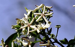 花,野花,自然