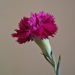 康乃馨,花,花瓣