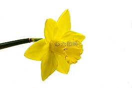納西斯 ·,花卉,黃色