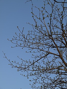 樹,分支機構(gòu),春