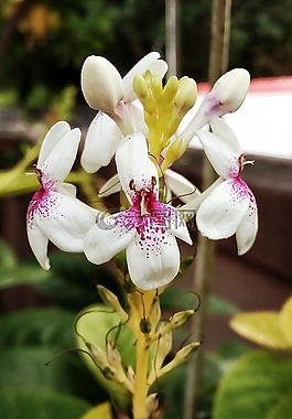 自然,花,植物區(qū)系