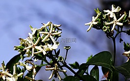 花,野花,自然