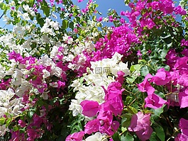 葉子花,花,開花