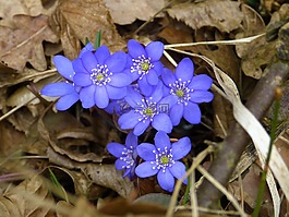 赫帕卡,開花,蟲黃斑
