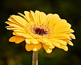 非洲菊,橙,花