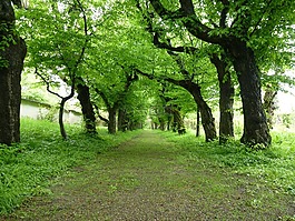 大道,樹木,圖書
