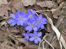 赫帕卡,開花,蟲黃斑
