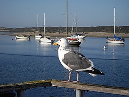 海鷗,鳥,海